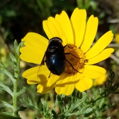 Copestylum violaceum