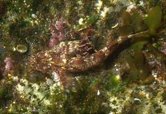 Lepidoblennius haplodactylus