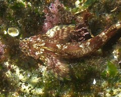 Lepidoblennius haplodactylus