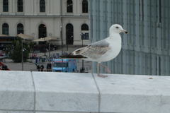 Larus argentatus