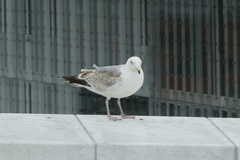 Larus argentatus