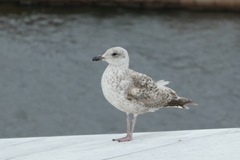 Larus