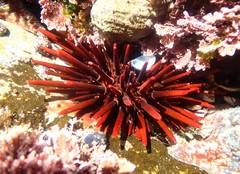 Heliocidaris tuberculata