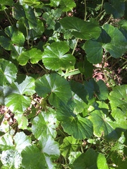Hydrocotyle pedicellosa