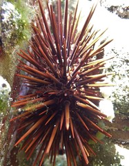 Heliocidaris
