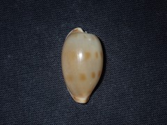 Notocypraea dissecta