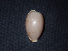 Notocypraea dissecta