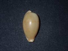 Notocypraea dissecta
