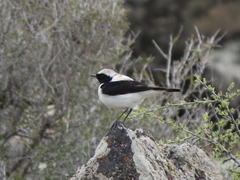 Oenanthe melanoleuca