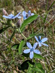 Oxypetalum coeruleum
