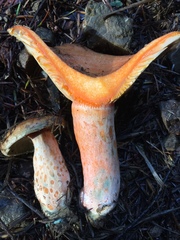 Lactarius aestivus