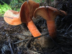 Lactarius aestivus