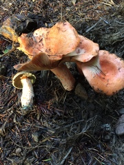 Lactarius aestivus