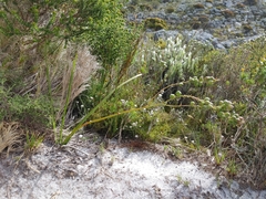 Trachyandra tabularis