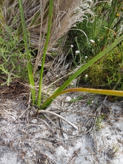 Trachyandra tabularis