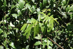 Austrosteenisia glabristyla