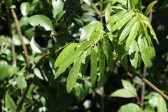 Austrosteenisia glabristyla