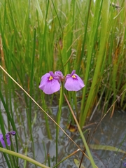 Utricularia beaugleholei