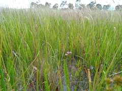 Utricularia beaugleholei