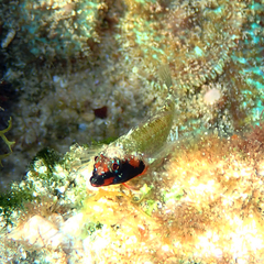 Enneapterygius rufopileus