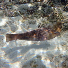 Notolabrus inscriptus