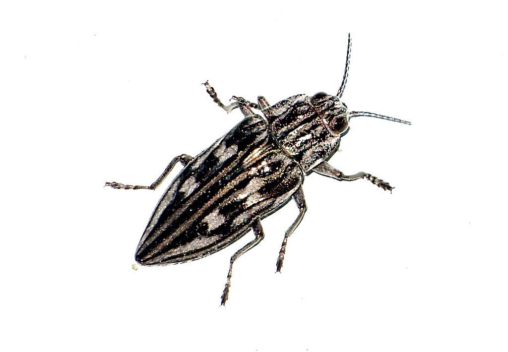 Sculptured Pine Borers