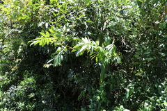 Austrosteenisia glabristyla