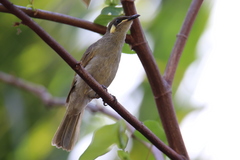 Microptilotis gracilis
