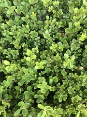 Buxus sinica