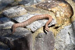 Acanthophis antarcticus