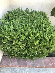 Buxus sinica