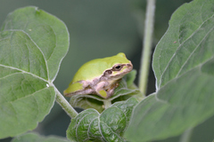 Hyla japonica