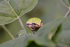 Hyla japonica