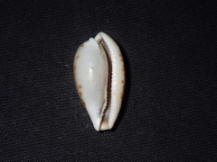 Notocypraea dissecta