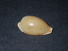 Notocypraea dissecta