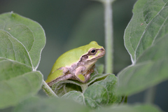 Hyla japonica