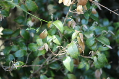 Cleistanthus cunninghamii