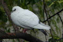 Columba livia