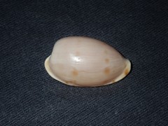 Notocypraea dissecta