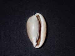 Notocypraea dissecta