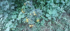 Senna auriculata