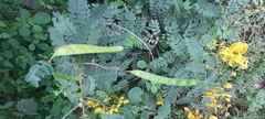 Senna auriculata