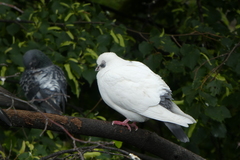 Columba livia