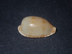 Notocypraea dissecta