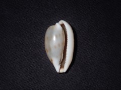 Notocypraea dissecta