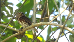Glaucidium sanchezi