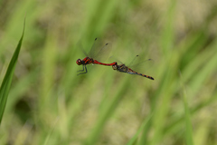 Sympetrum darwinianum
