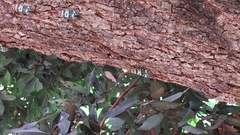 Pyrops candelaria