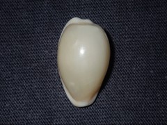 Notocypraea dissecta