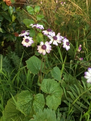 Pericallis × hybrida